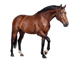 Obraz premium Dynamic brown horse in motion, elegantly lifting a leg, showcasing its spirited nature and graceful movement on.