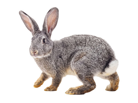 Alert gray rabbit with bright eyes and long ears, moving forward, isolated on a transparent background.