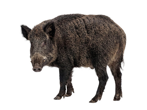 Powerful wild boar, also known as a wild pig or Eurasian wild pig, with coarse dark fur.