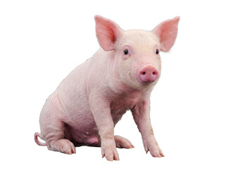 Adorable pink piglet sitting calmly, looking forward with bright eyes, isolated on a transparent background. © Gail