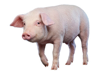 A delightful pink piglet looks forward with a gentle expression, highlighting its soft features. © Gail