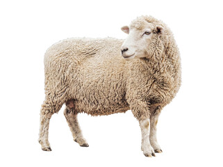 A serene white domestic sheep, with a thick, textured woolly coat, stands looking calmly to the right. © Gail