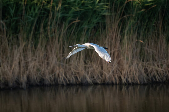 Group of Eurasian spoonbills (Platalea leucorodia) in flight above green marshland and shallow water at a coastal wetland. The large white wading birds are recognizable by their long necks, broad