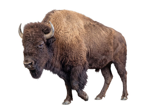 Majestic American bison with powerful build and shaggy brown fur, standing confidently on a transparent background.