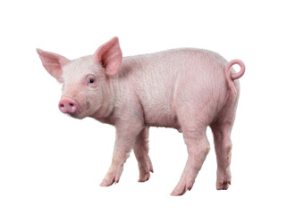 Charming young pink piglet with a gentle gaze and perked ears, standing gracefully on a transparent background. © Chris