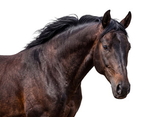 Elegant brown horse with a flowing dark mane and alert eyes, captured in a detailed close-up photograph on. © Jennafer