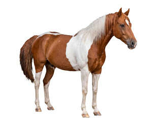 Obraz premium Majestic American paint horse with distinctive brown and white markings.