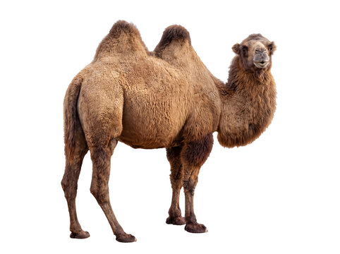 Engaging portrait of a magnificent Bactrian camel with two humps.
