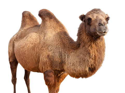 Detailed portrait of a Bactrian camel's head and neck, showcasing its features while isolated on a transparent.