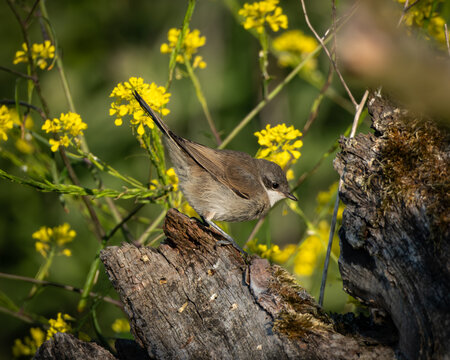 Common whitethroat (Curruca communis), known in Dutch as braamsluiper, perched on weathered wood among yellow wildflowers. This small warbler shows warm brown upperparts, a pale underside, and a