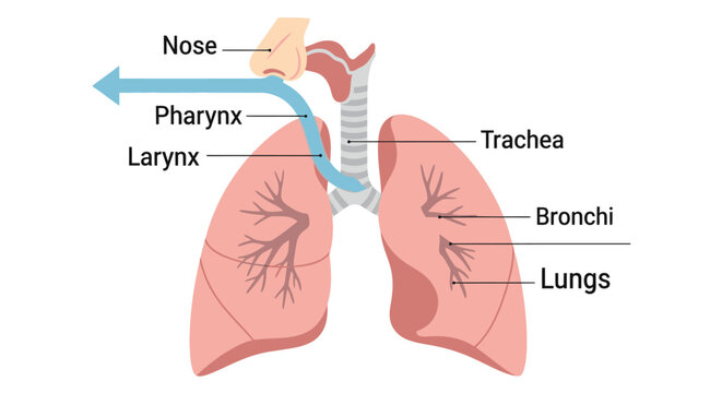 Human Respiratory System Anatomy Diagram with Lungs and Airways.