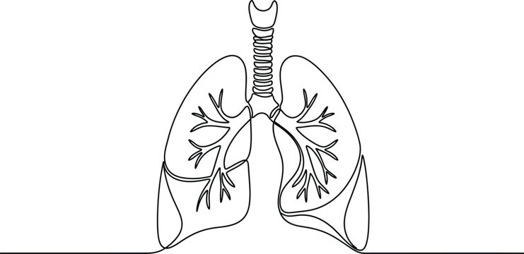 Human Lungs Anatomy Line Drawing