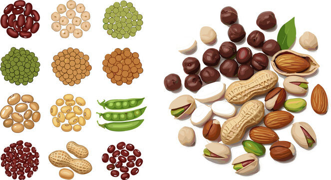 Mixed Nuts Seeds and Legumes Collection Set with Walnut Cashew Pistachio Peanut Coconut Pea Corn Quinoa for Food Design