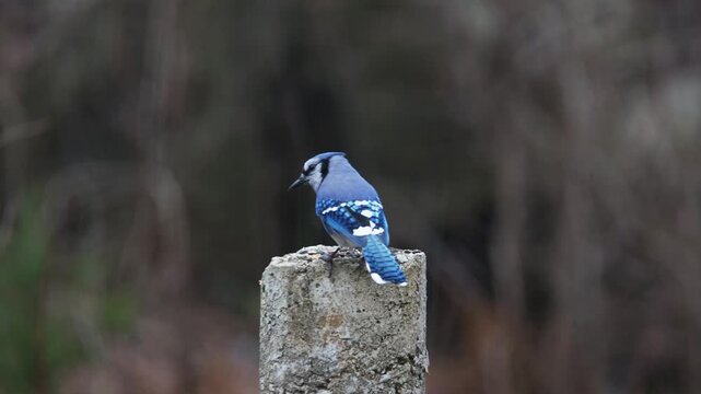 Dynamic shot of a Blue Jay in mid-flight with wings fully spread against a soft green autumn background in Nova Scotia, Canada. Striking blue and white plumage with detailed feather patterns 4K.
