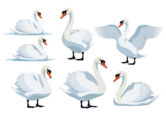 Fototapeta premium Set of White Swan Vector Illustrations Isolated on White Background - Elegant Mute Swans in Various Poses Including Swimming and Spreading Wings