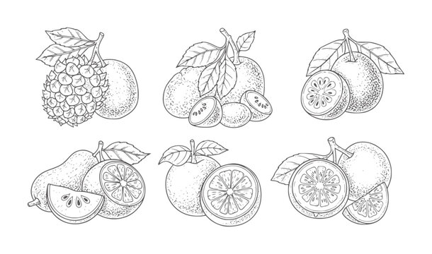 Six hand drawn fruit including pineapple pear and citrus slices orange