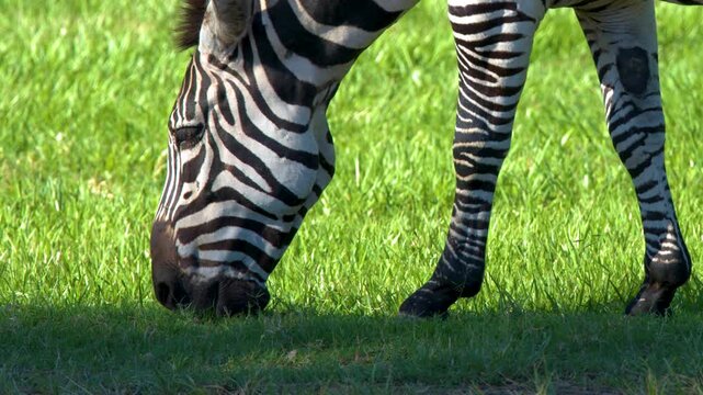 Zebra Grazing on Lush Green Grass in Bright Sunlight