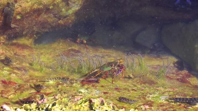 Green turquoise crabs crab on rocks at beach underwater Thailand.