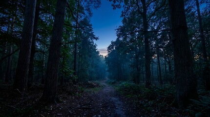 Fototapeta premium Dark Forest Path at Night Under Starry Sky with Tall Trees and Moonlight