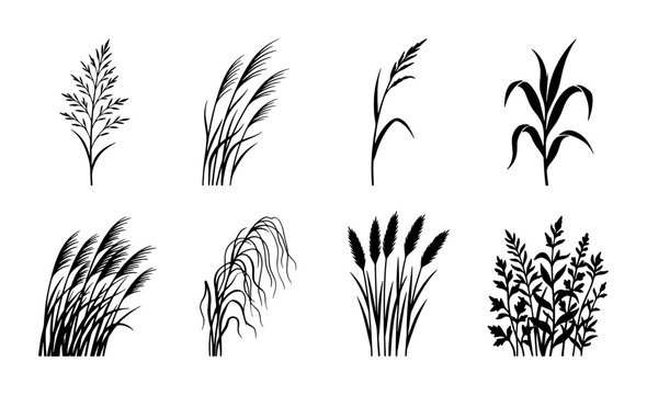 Black grass silhouettes set, 8 botanical reed and pampas grass vector icons, minimalist wild meadow plant elements for landscape design