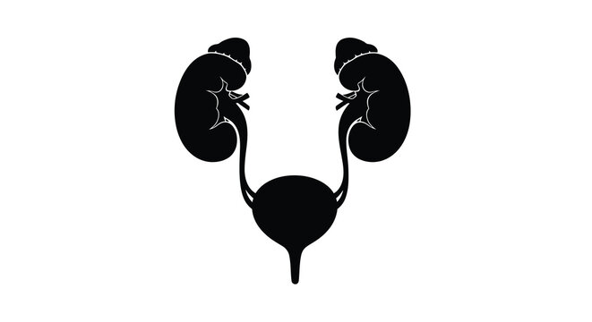 Anatomical illustration of human kidneys ureters and bladder in black