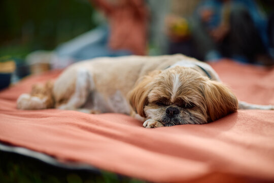 Cute dog relaxing on blanket in nature.