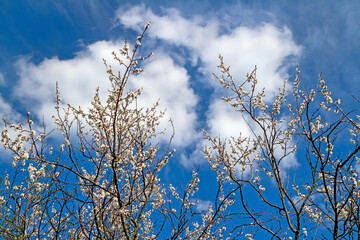 Fototapeta premium Branches of blossoming fruit trees against a blue sky with clouds. Spring bloom in the garden.
