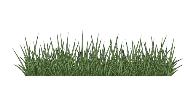 Green grass blades isolated on white.