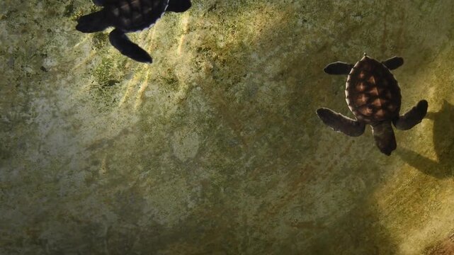 Closeup photo of lots of small newborn turtles in water tank at Marine rescue center by Thai royal Navi.