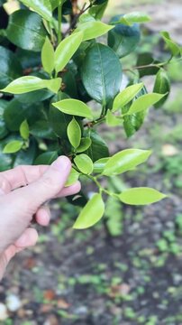 Shot of hands touching spring Camellia buds vertical format