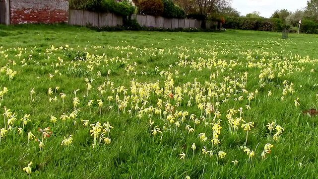 Nature at its best. Cowslips, yellow wildflowers brightening up an English green