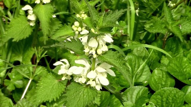 White flowers on a Dead Nettle growing on a roadside grass verge