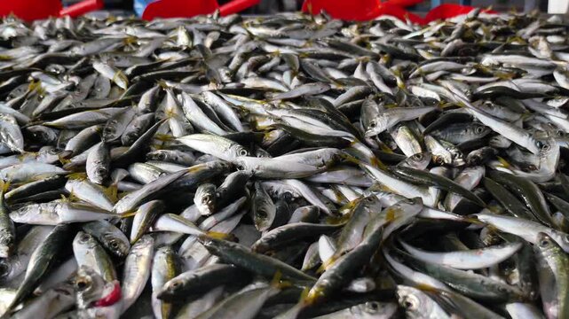 Fresh fish catch at local market in early morning
