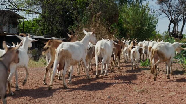 Goat herd walks along a rural dirt path in a sunny farm setting.