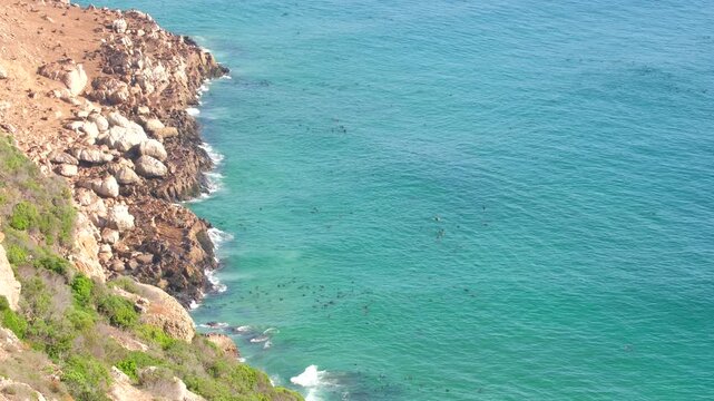 Cape Fur Seal colony on Robberg Marine Protected Area shore in Plettenberg Bay