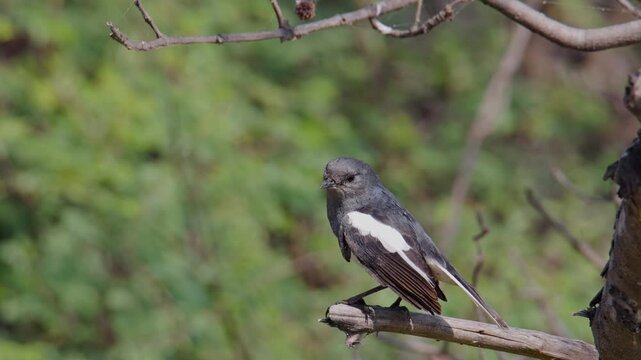 female Oriental Magpie Robin singing from small branch against soft foliage backdrop.