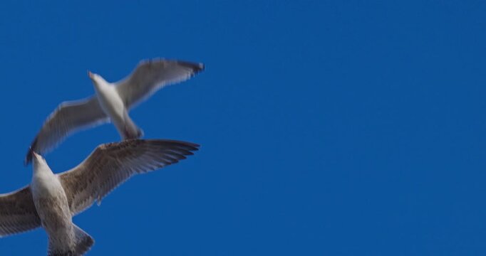 European gull seagull bird animal in natural environment flying hovering in the blue sky, wildlife scenery closeup view