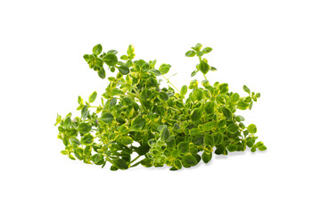 Obraz premium Green bunch of thyme ready for use in cooking, PNG