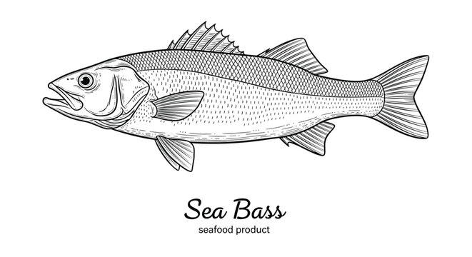 Detailed engraving style sketch of a sea bass fish for seafood restaurant menus, fish market labels, and healthy food design.