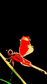 Vibrant neon red dragonfly perched on plant stem isolated on black background, high-contrast pop art posterized effect, bold graphic insect, colorful abstract nature, wildlife artwork.