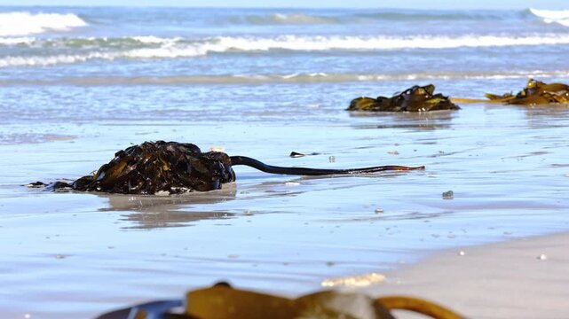 Large piles of sea kelp washed up on a beach in South Africa