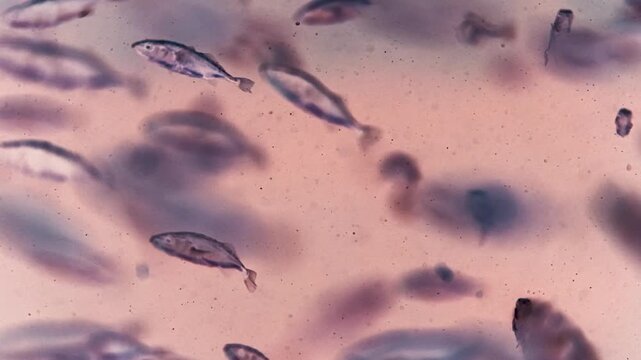 A school of small fish swimming through water with a lot of particles in inverted colors