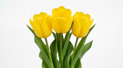 Obraz premium Three vibrant yellow tulips in full bloom with green stems and leaves arranged in a small bunch