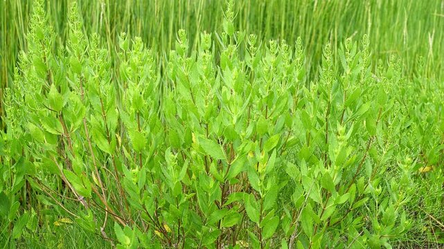 Fresh green leaves of a wild bush moving in a gentle breeze. Natural background of vibrant foliage and grass in a summer meadow or field