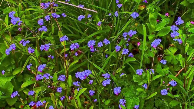 Small, blue Forget Me Not flowers on a grass verge beside a roadway swaying in a breeze