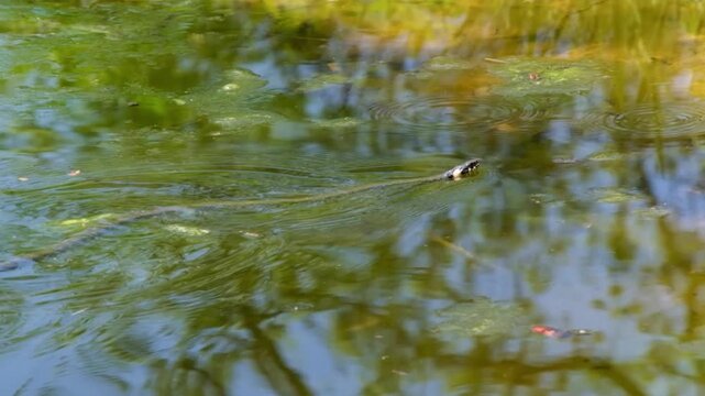 Grass Snake Swimming in Pond with Reflections Close-up