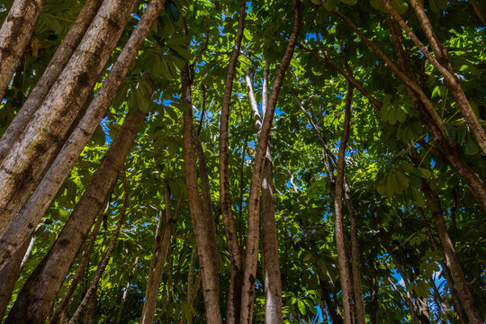 Low angle view of tropical schefflera trees with multiple trunks and lush green umbrella leaves, sunlight filtering through dense canopy against a clear blue sky,