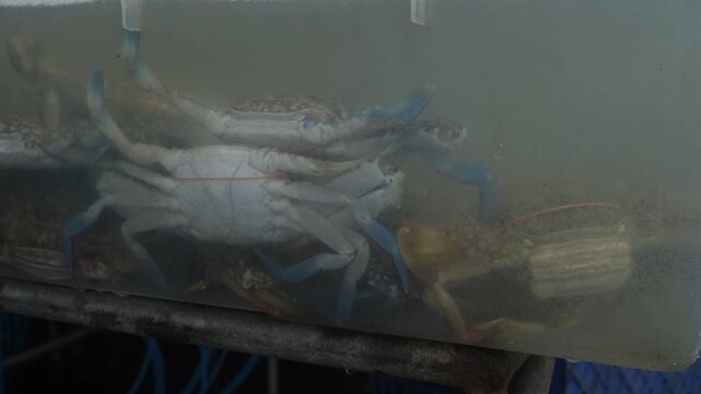 Live blue swimming crabs inside water tank with aeration bubbles and moving claws at seafood market counter. Fresh marine animals for sale and traditional coastal cuisine concept
