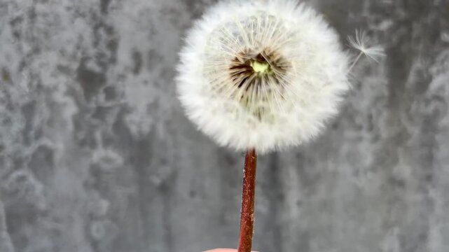 selective focus diverse dandelion seeds floating in air