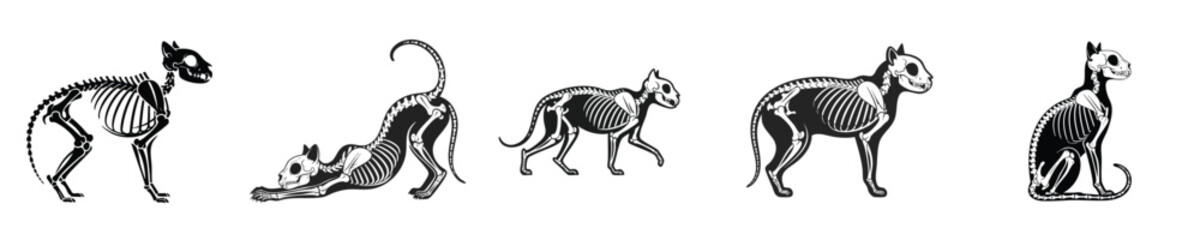 Fototapeta premium Cat Anatomy Skeleton Set Feline Bone Structure Poses Vintage Engraving Style Black White Vector Illustration Collection Detailed Design